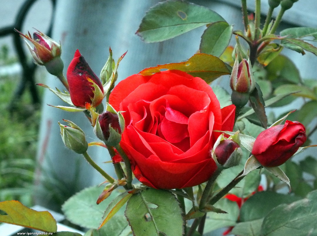 Эта уличная роза выросла в условиях Крайнего Севера сегодня на улице с утра +7! - Игорь Корф