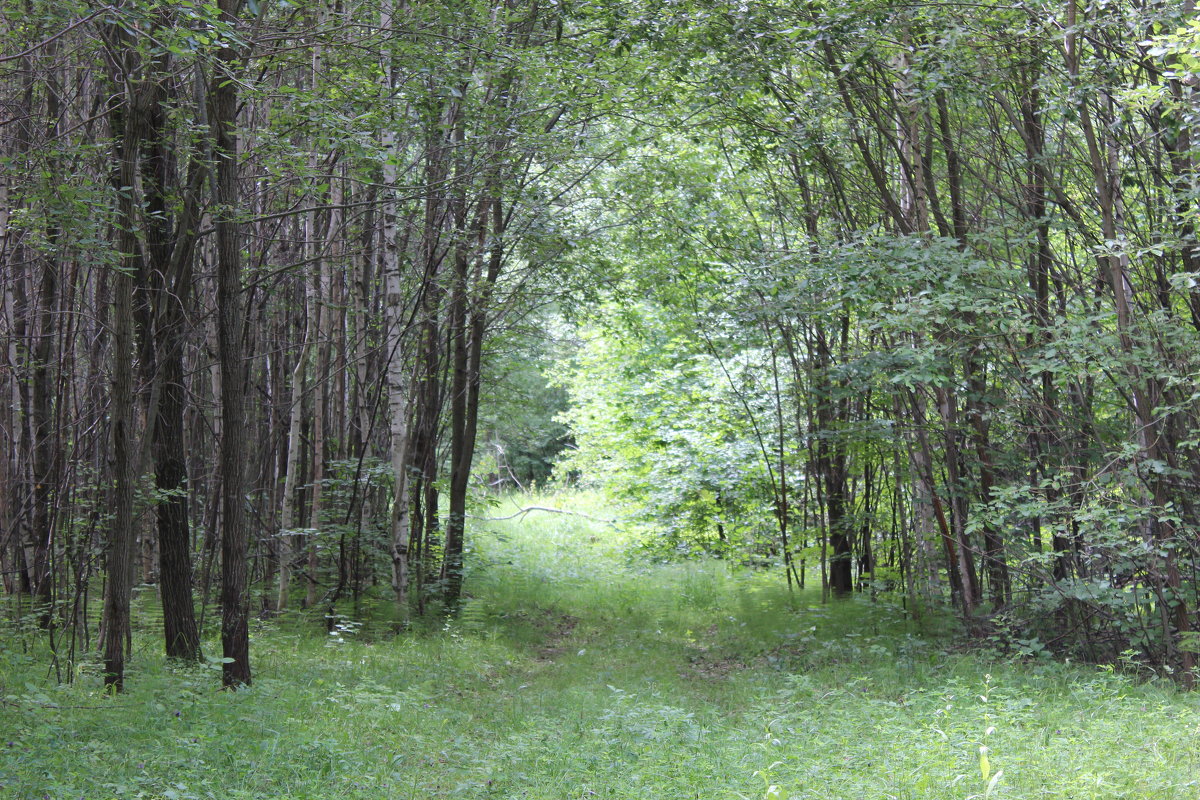Прогулка по лесу - Ольга 