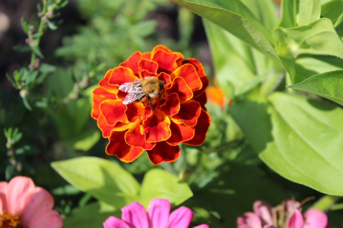 Пчелка на цветке - Татьяна Са