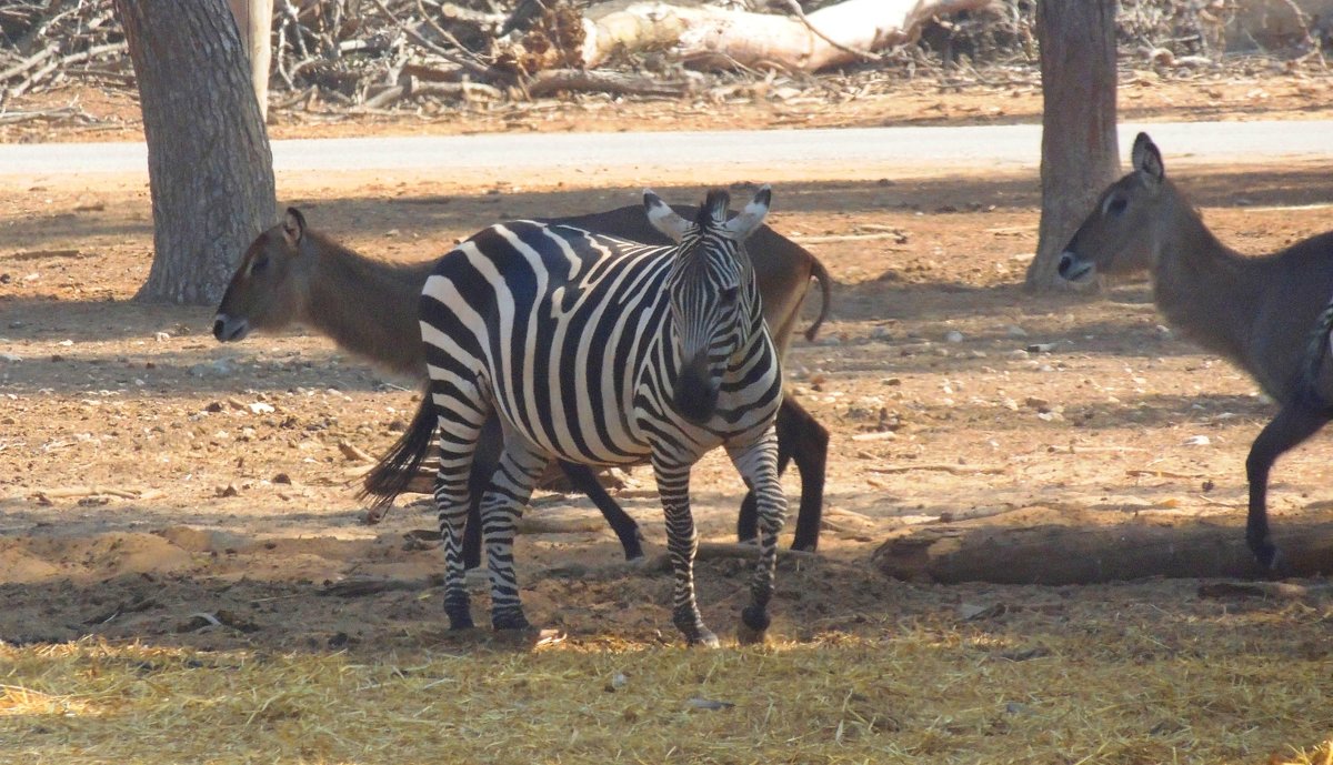 Соседи  Зебра и водяные антилопы - Гала 