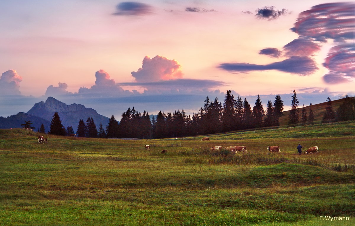 обычное утро швейцарской коровы - Elena Wymann