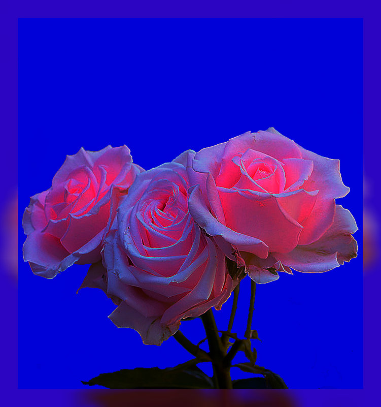 Три розы по фото Светлана - Владимир Хатмулин