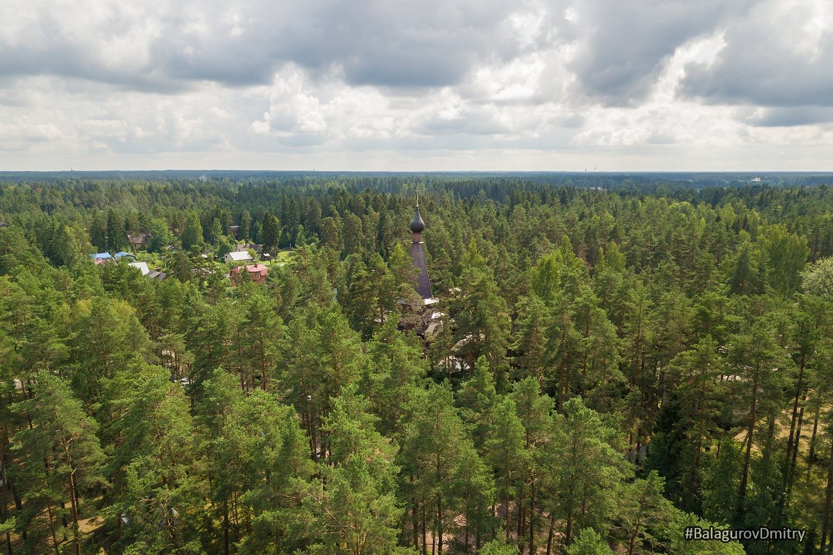 Пейзаж соснового леса возле Казанского Храма в Вырице - Дмитрий Балагуров