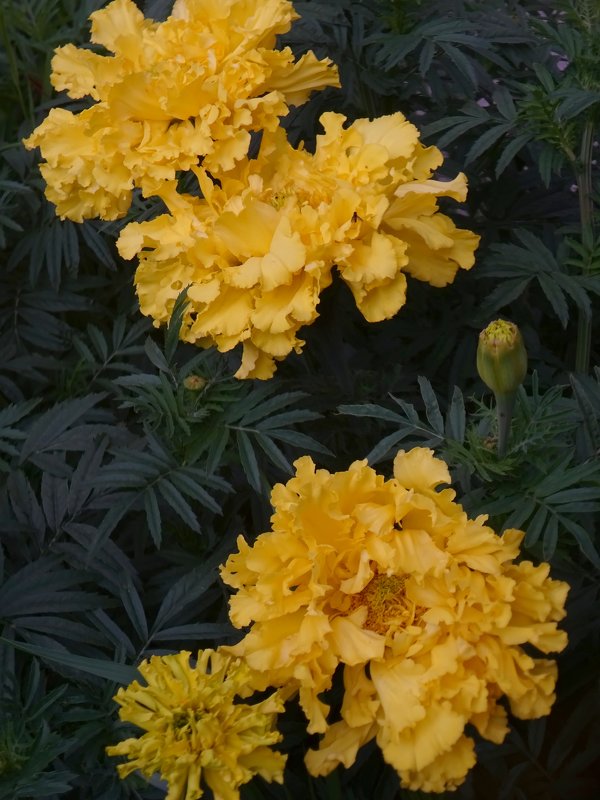 Бархатцы (Tagetes) - Наталья Цыганова 