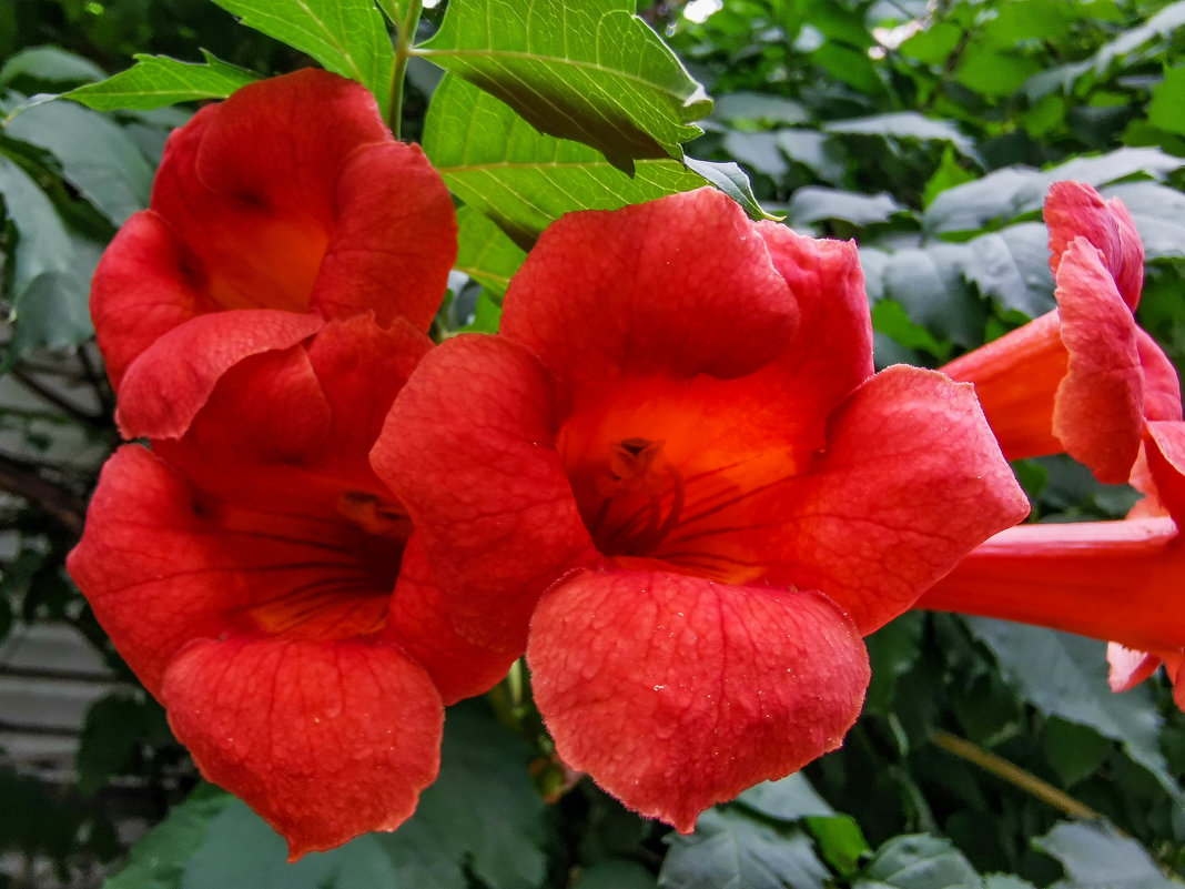 августовский цветок - жанна janna