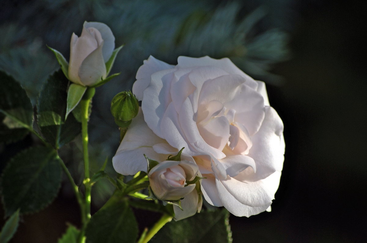 Роза белая - Vit 