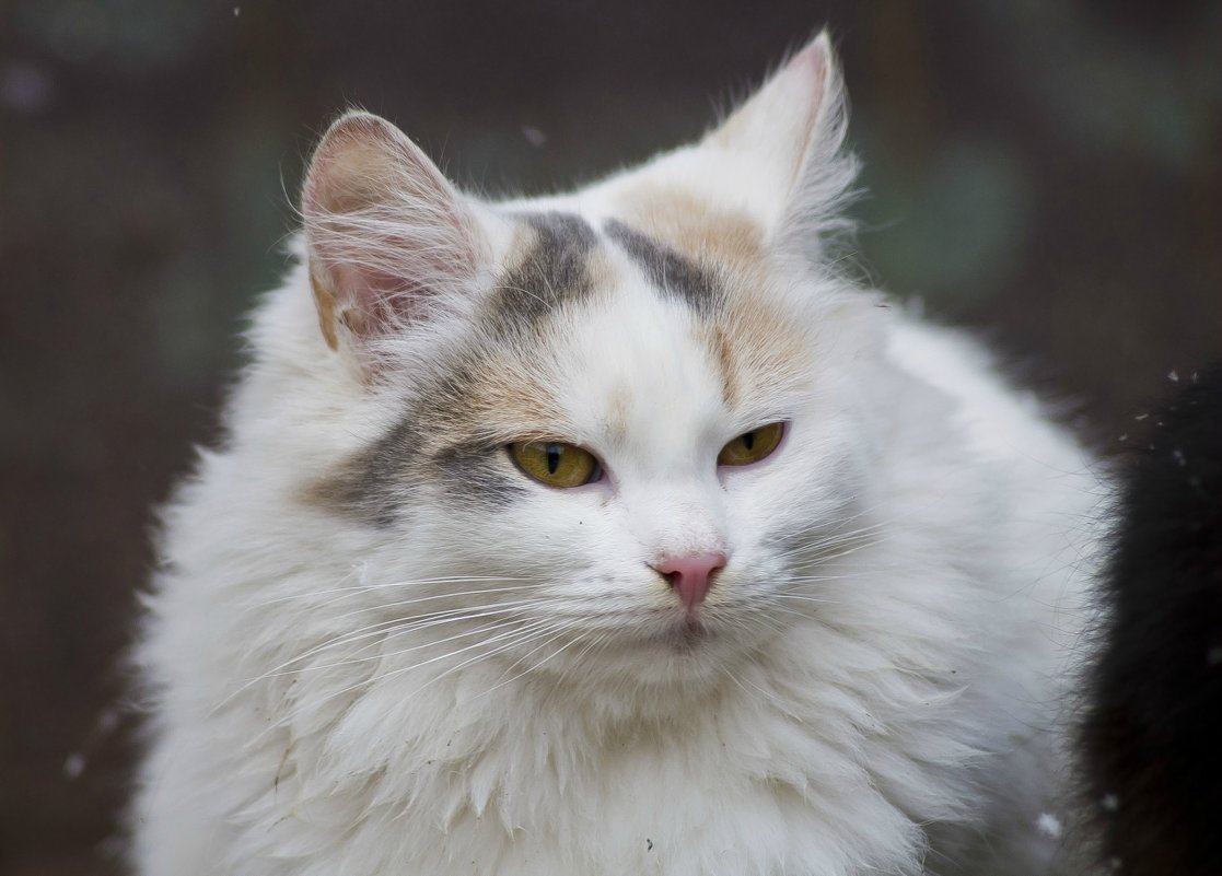 Кошка с янтарными глазками - Ольга Винницкая (Olenka)