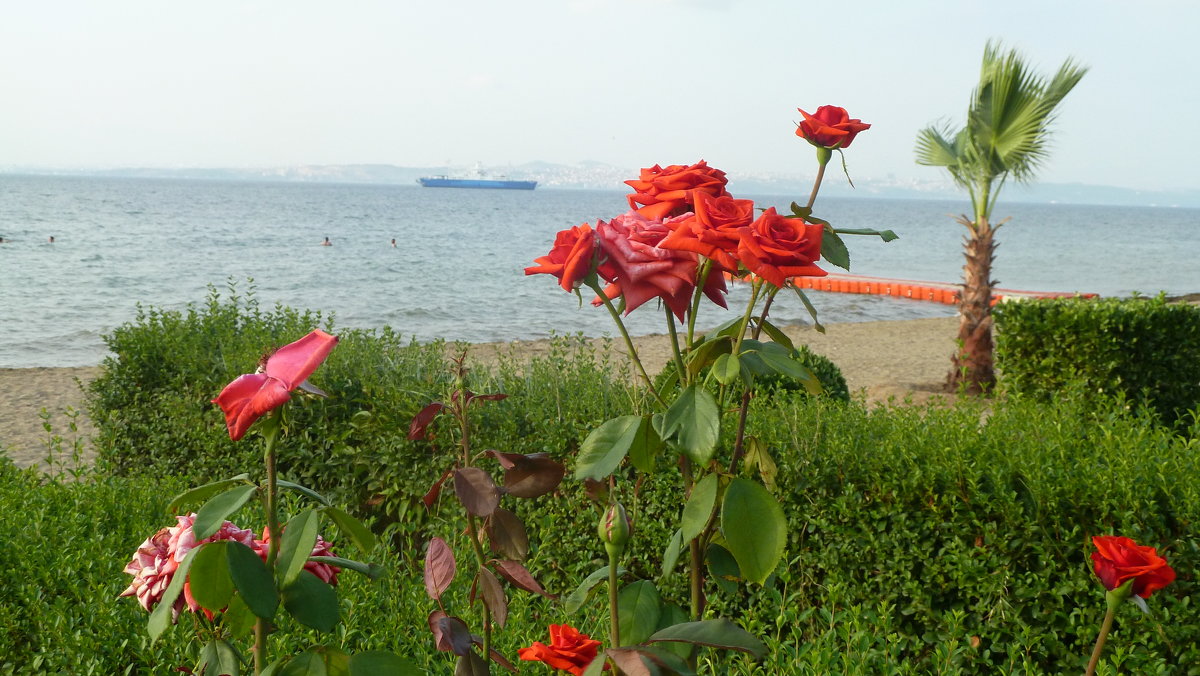 розы и море - веселов михаил 