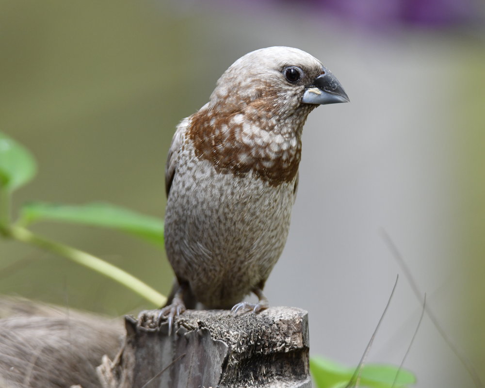 Японские амадины