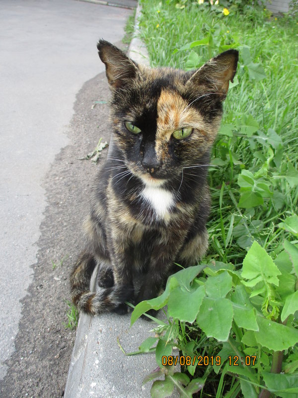 Кошка,которая гуляет сама по себе.. - Зинаида 