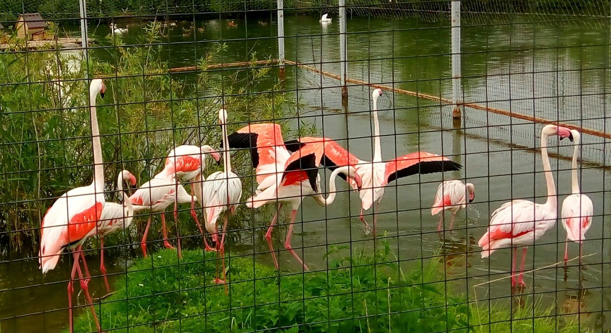 Фламинго в зоопарке - Ольга 