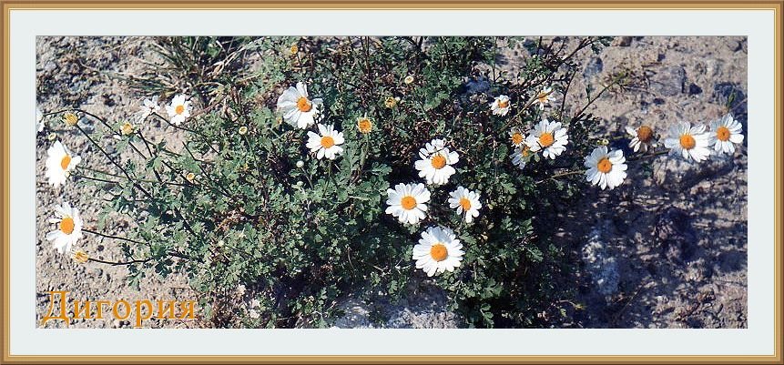 Горные цветы, Дигория сентябрь 1998 года - Валентин Соколов