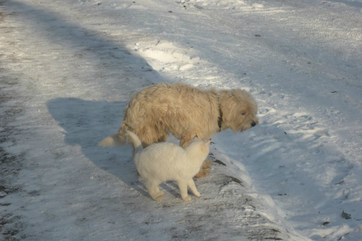 друзья на прогулке - Елена Шаламова