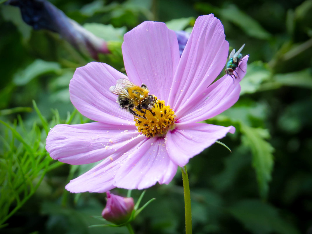 Притча о пчеле и мухе... И муха хочет быть пчелой) - SVetlana Veter
