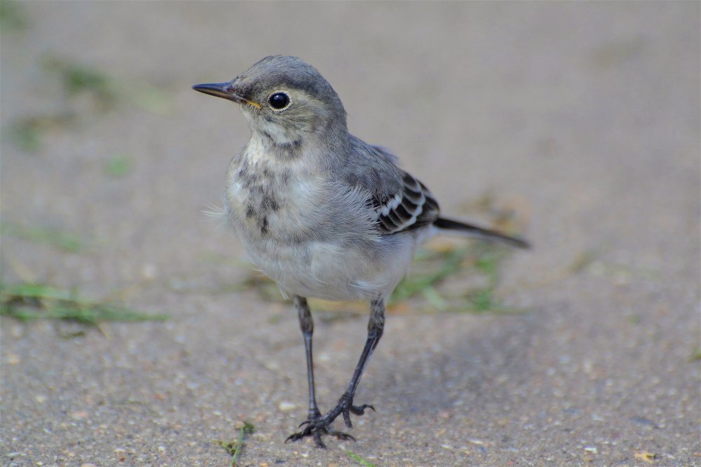 Белая трясогузка(Motacilla alba) - Иван 