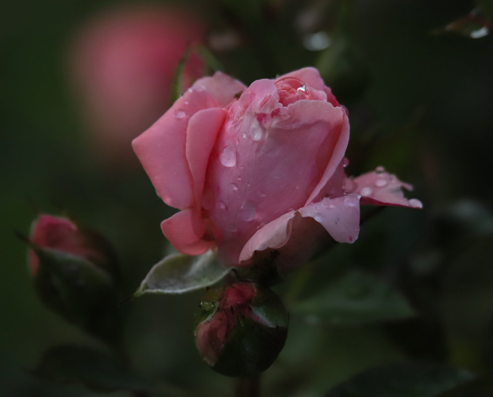 Роза после дождя - Светлана 