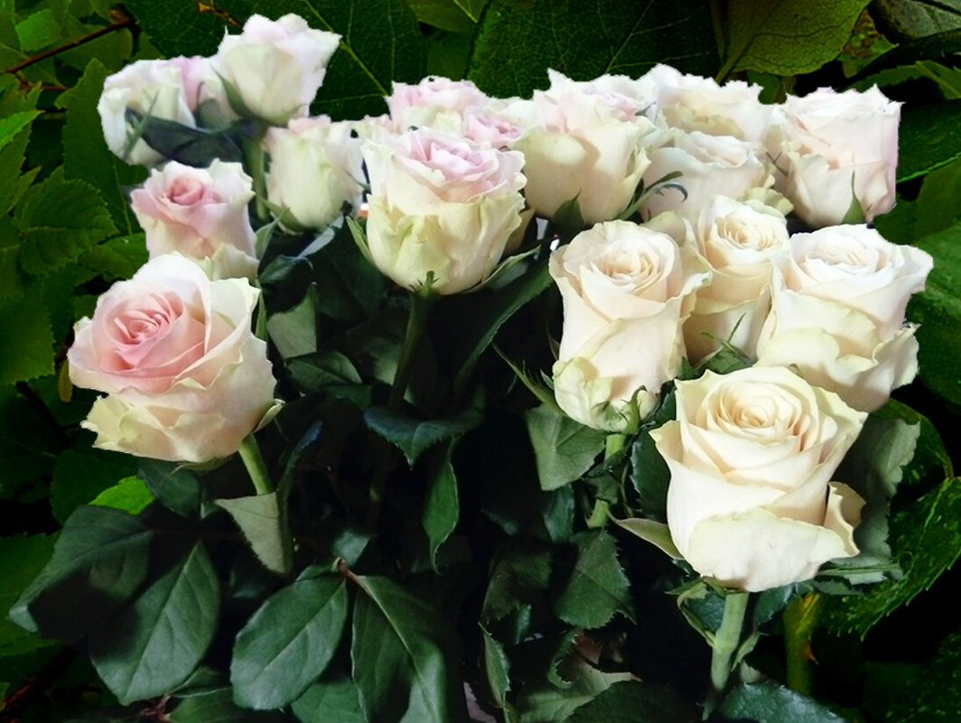 Розы белые - Natali 