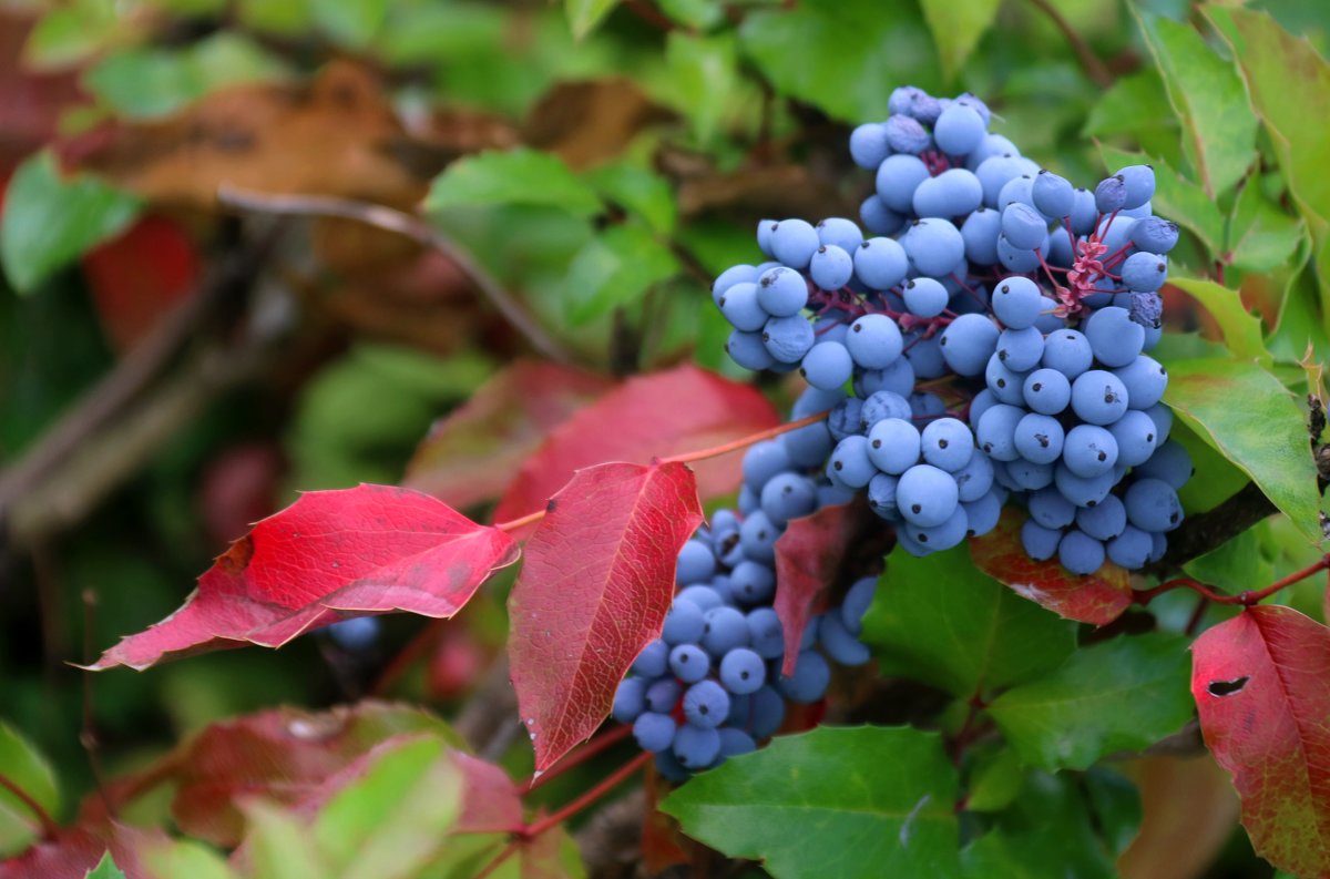 Сибирский виноград (магония) - владимир тимошенко 