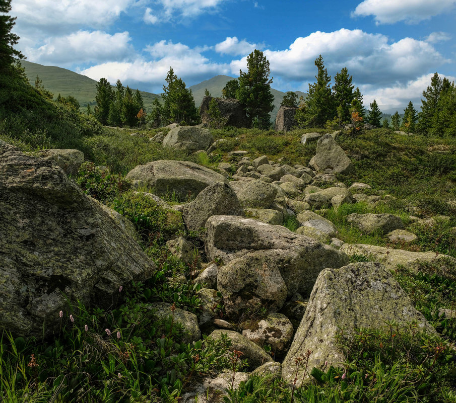 Тайга,курумник - Алексей Мезенцев