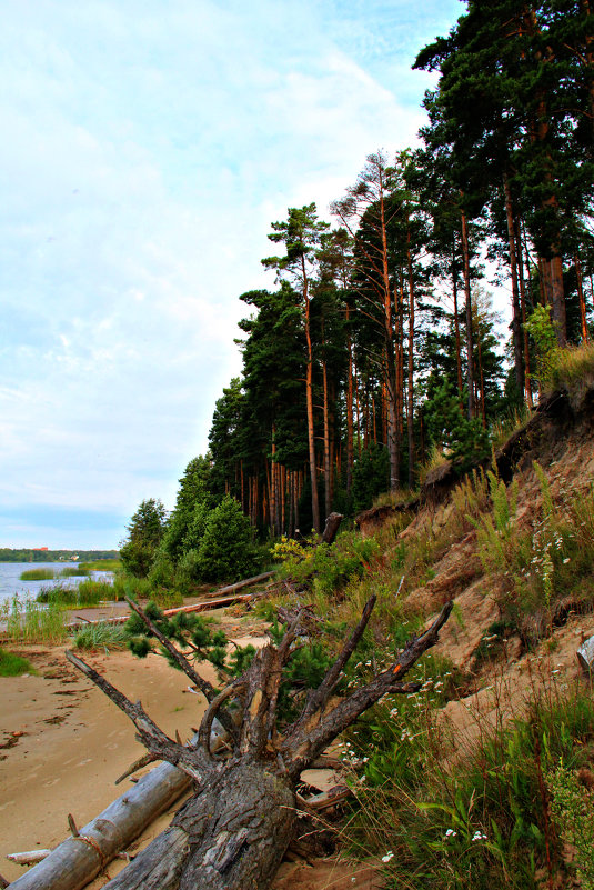 Берег  р. Нарва - Фёкла 