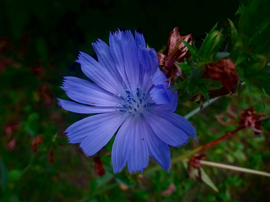 Голубой цветок цикория - Наталья Цыганова 