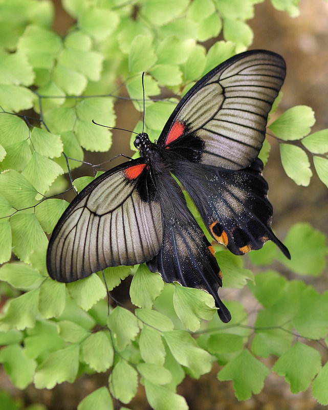 Papilio polytes - Bo Nik