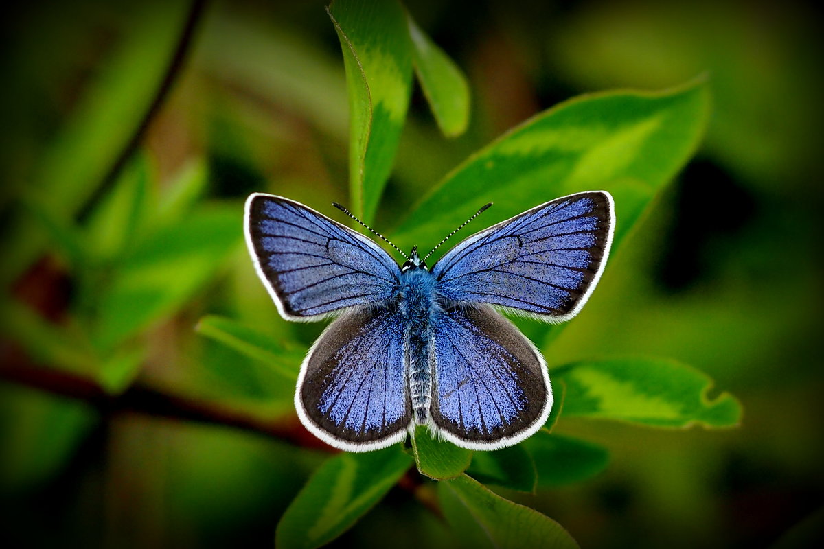 летние бабочки 5 - Александр Прокудин