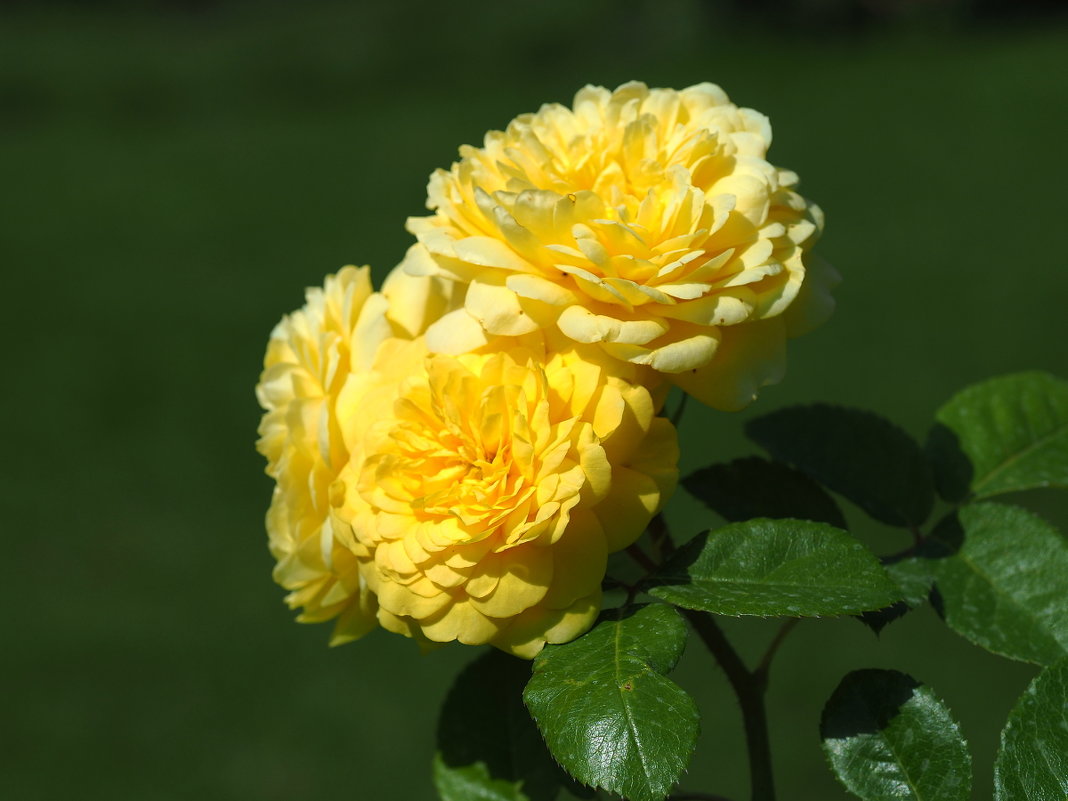 Роза  ‘Yellow Meilove’ - wea *
