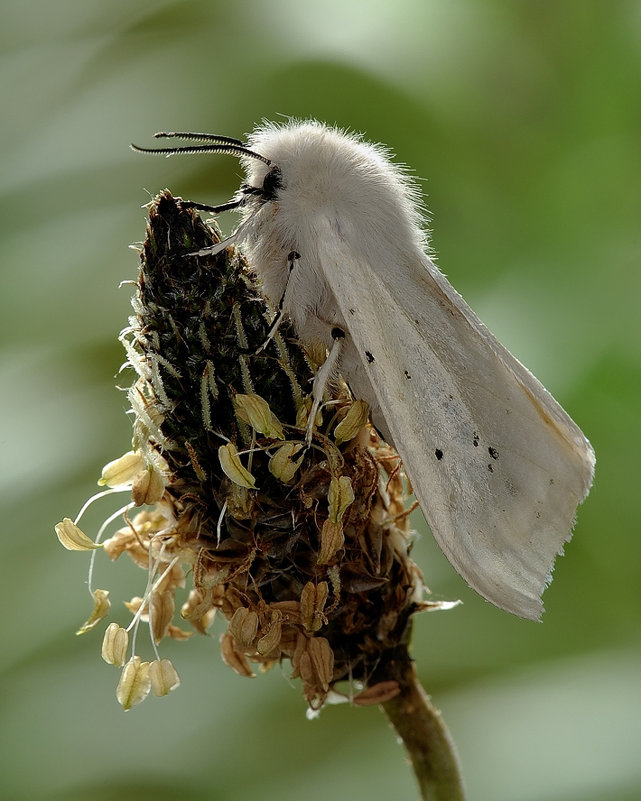 Медведица крапчатая - Spilosoma - Bo Nik