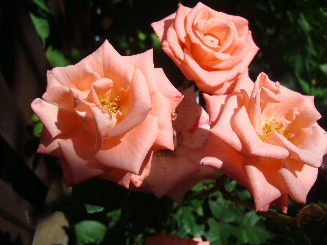 Розы в Ботаническом саду - марина ковшова 