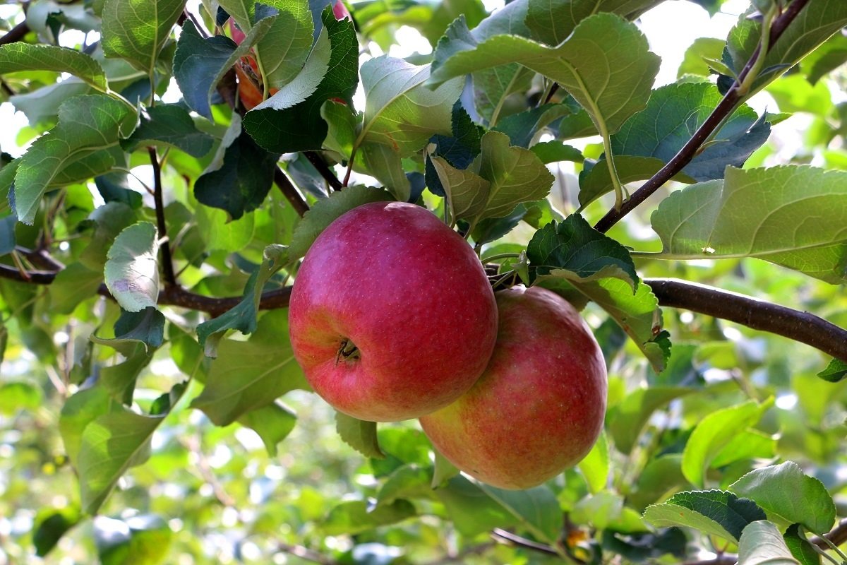 Яблоки в августовском саду - Надежд@ Шавенкова