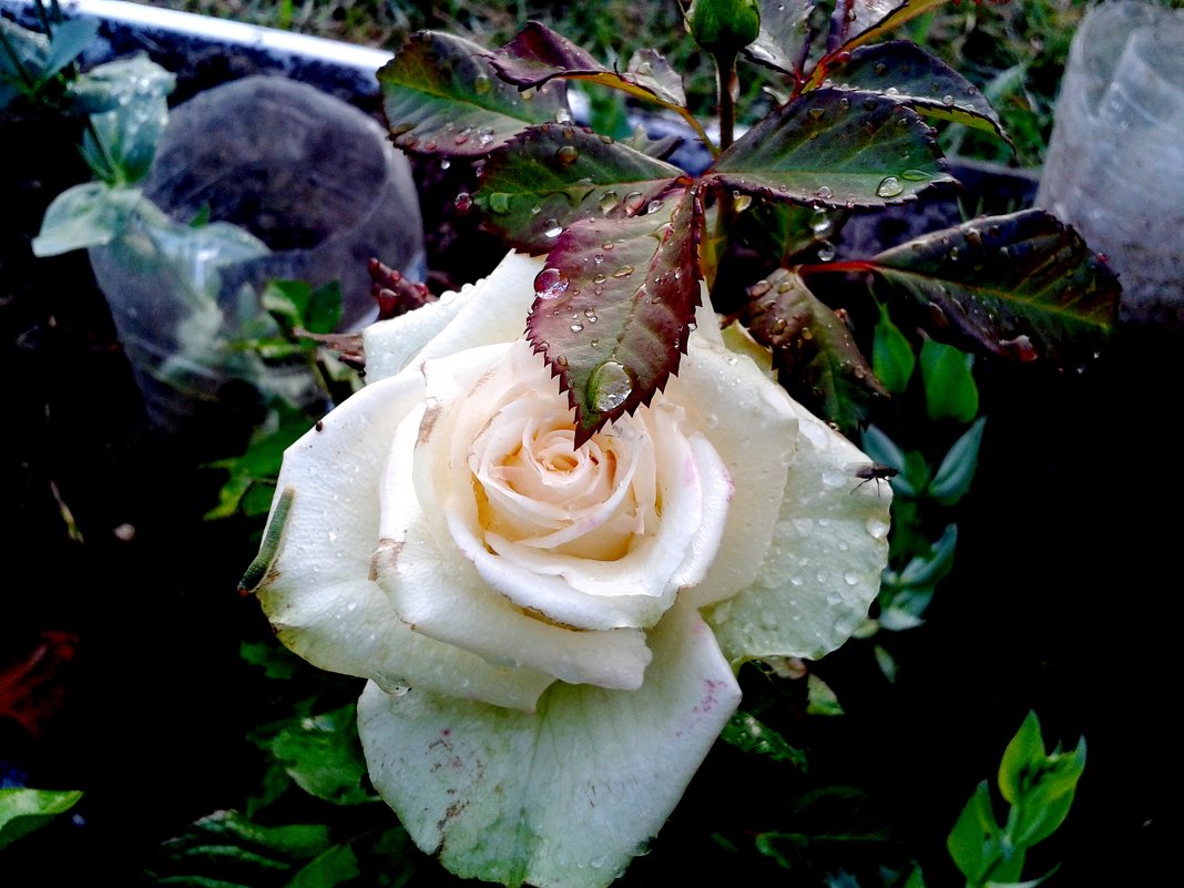 белая роза - Владимир 