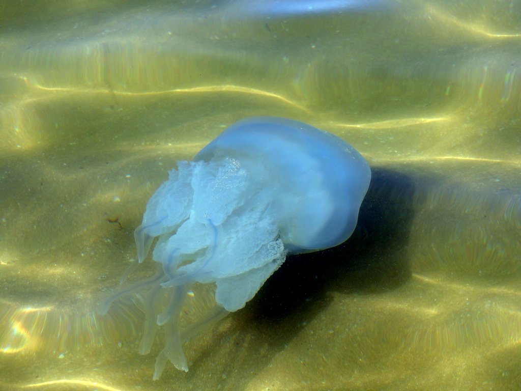 медуза - Роман Савоцкий