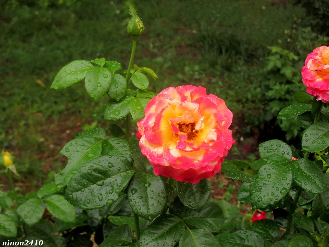 Розовое разноцветье - Нина Бутко