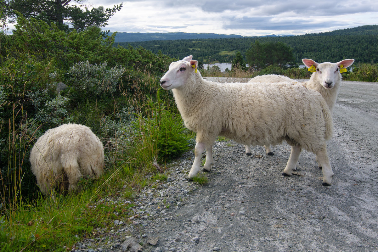 Норвежские овечки - Наталья Левина