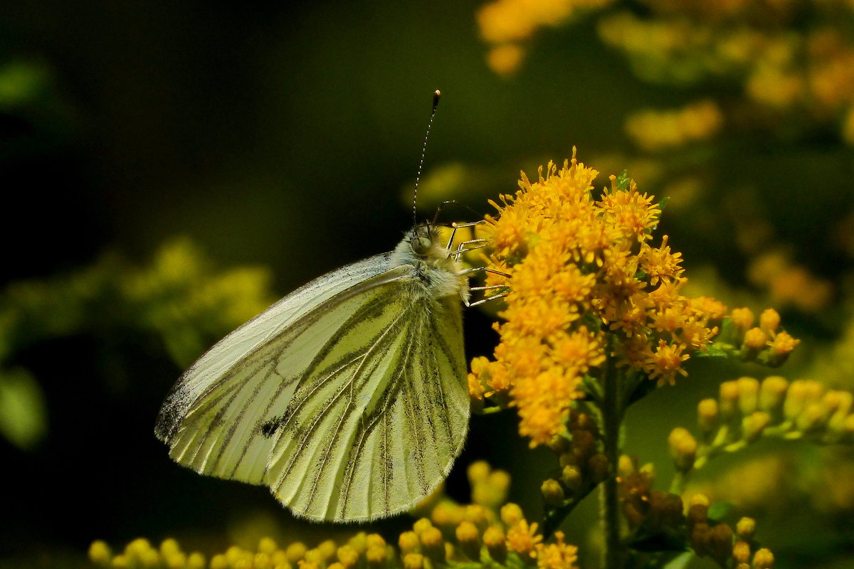 августовские бабочки 1 - Александр Прокудин