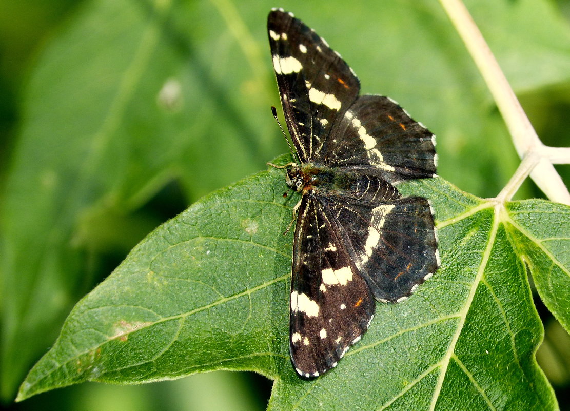 августовские бабочки 5 - Александр Прокудин
