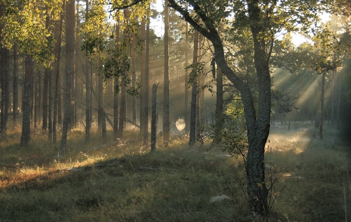 Утро в лесу - Павел Дунюшкин