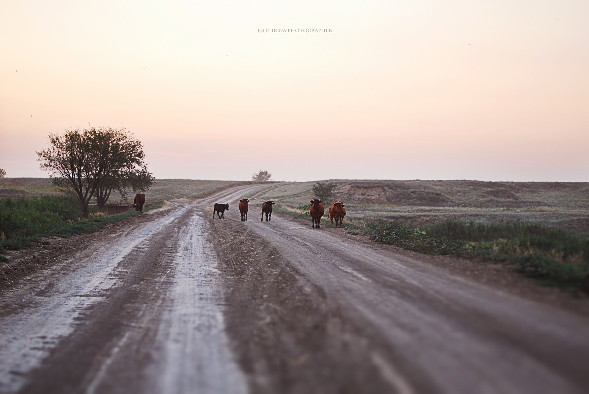 Дорога в деревню - Ирина Цой