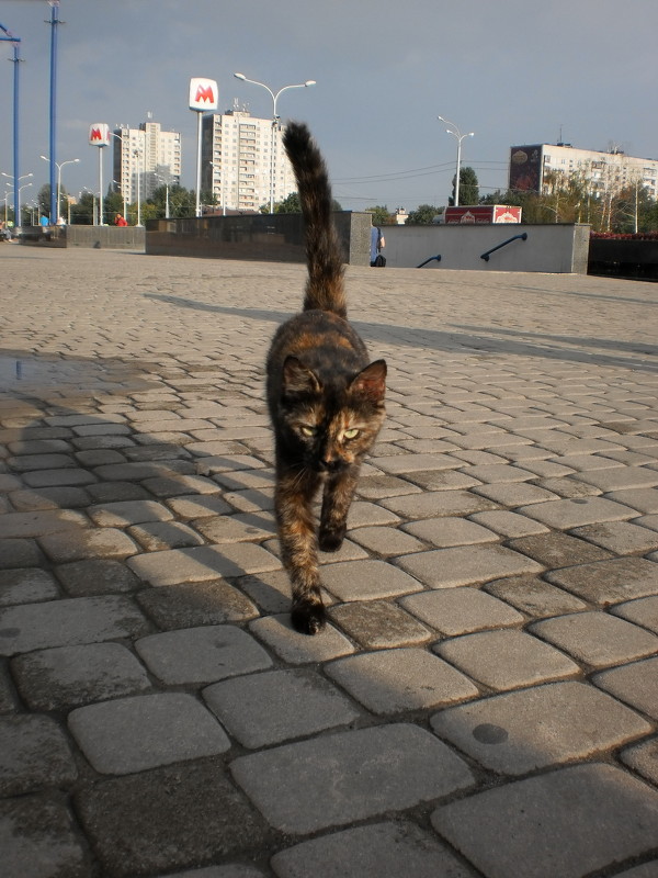 Метро подорожало - приходится добираться пешком - Наталья Тимошенко