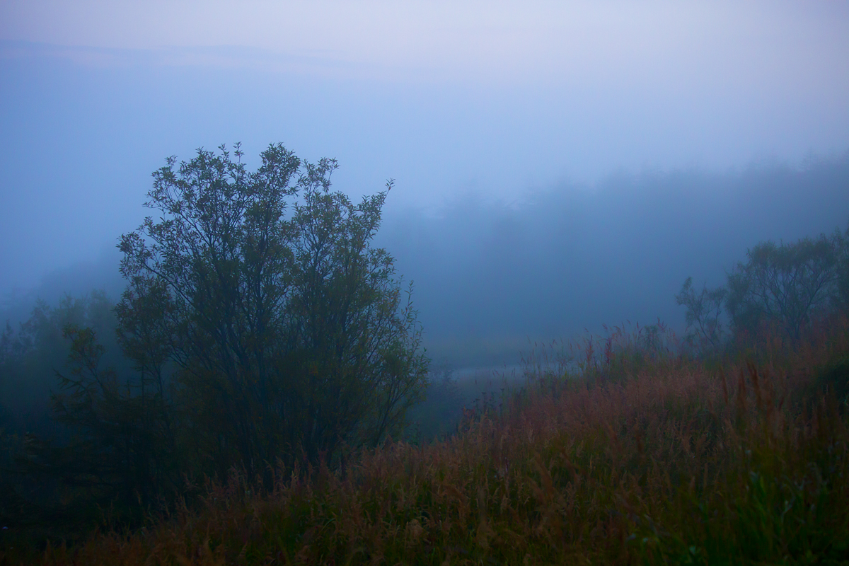 Вечерний туман - Андрей Асеев