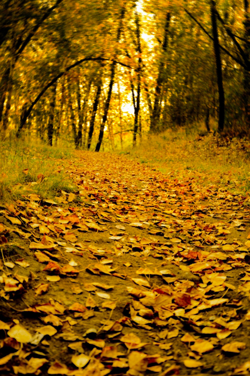 Autumn.. - Katya Nike