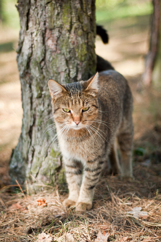 Кошка, которая гуляет сама по себе - Владимир Рябцев