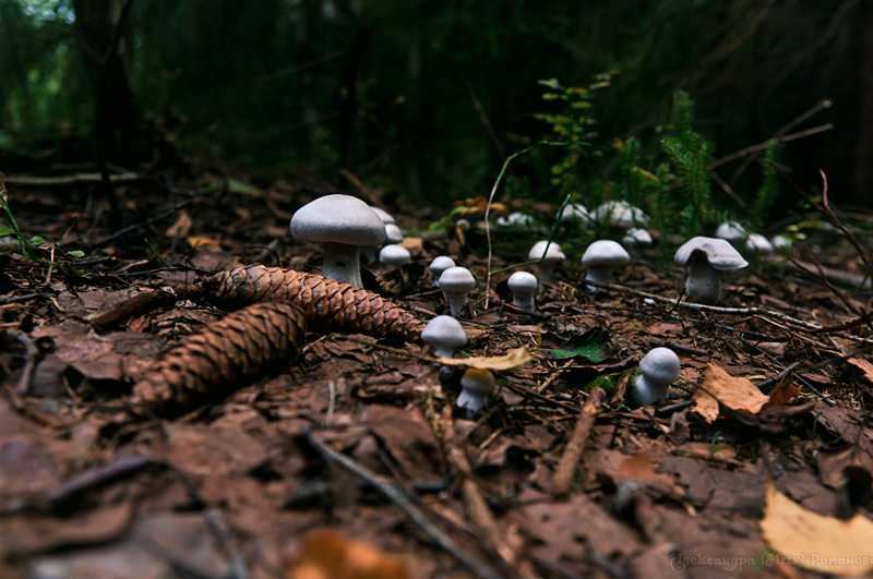За грибами, за грибниками - Александра Strix