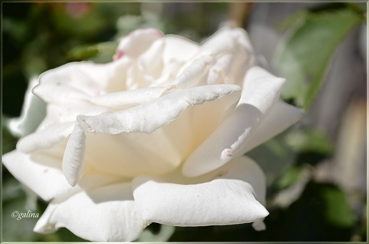 Белая роза - galina tihonova