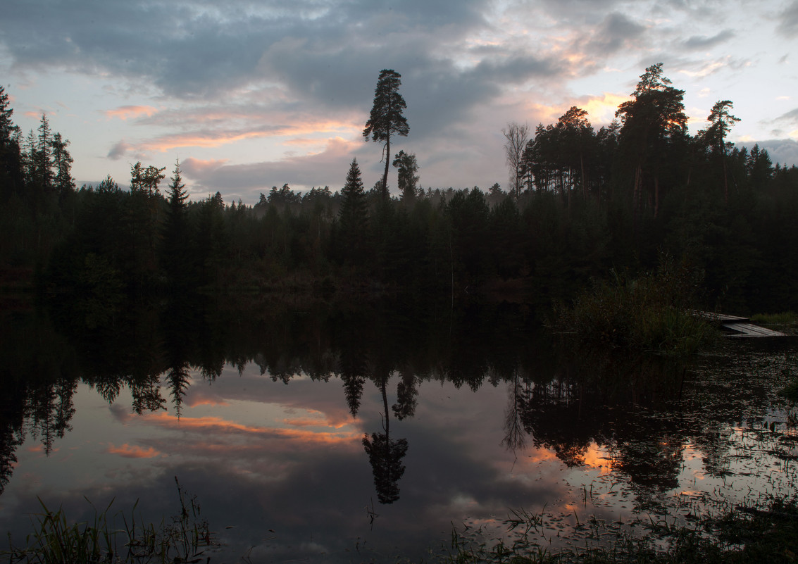 Одиноко возвышающееся дерево с отражением в пруду - Илья 