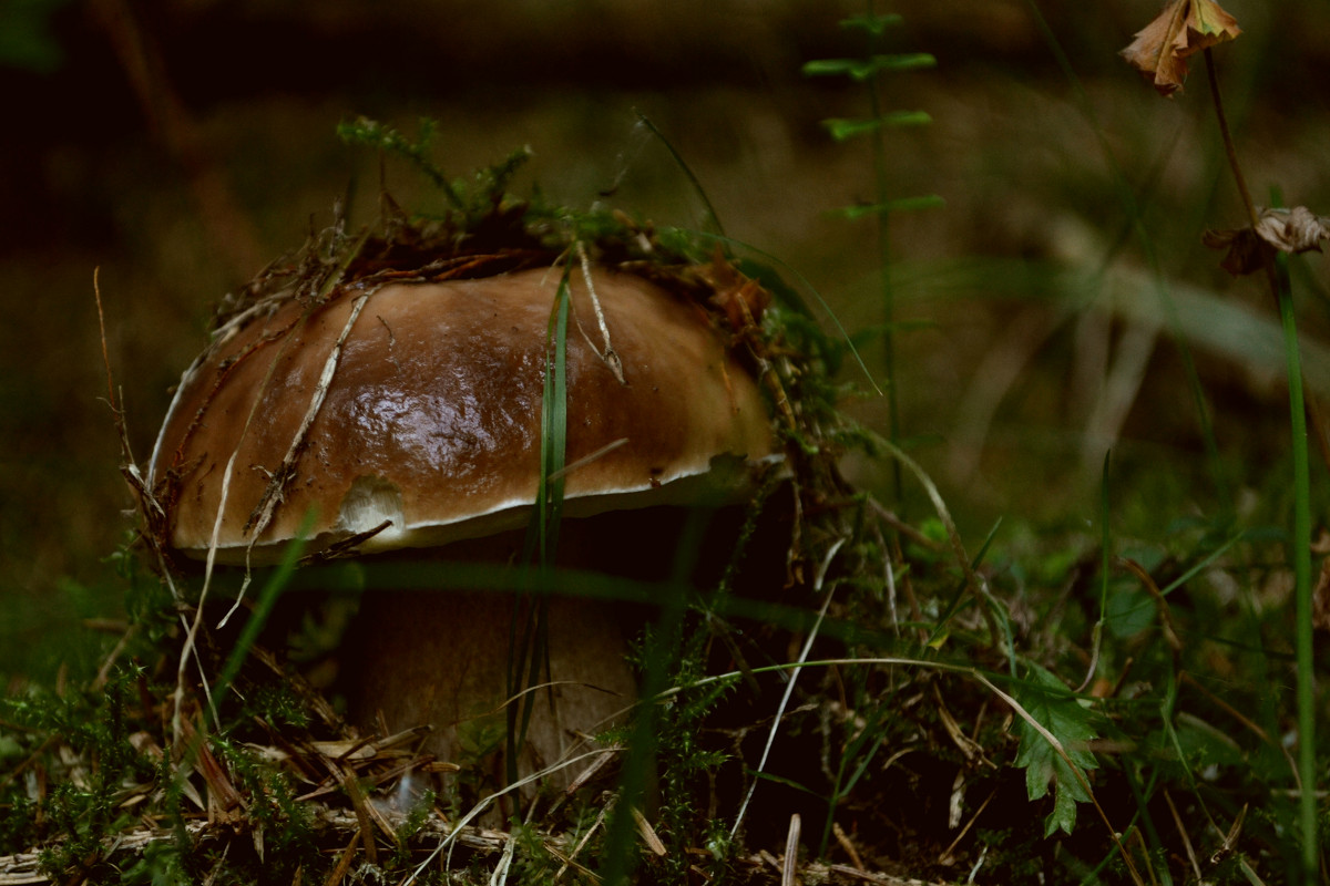 На грибы в Закарпатье - Рома Рекивчак