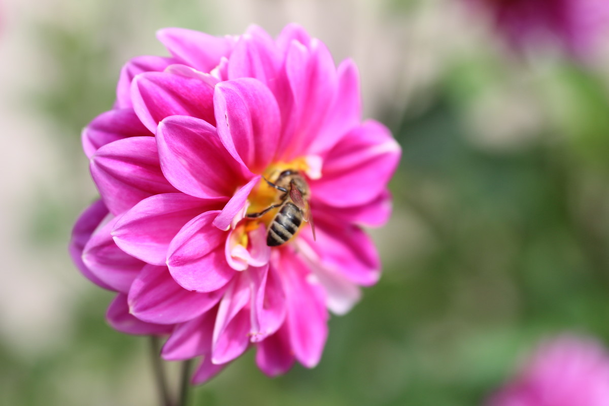 пчелка - олеся выкорчук