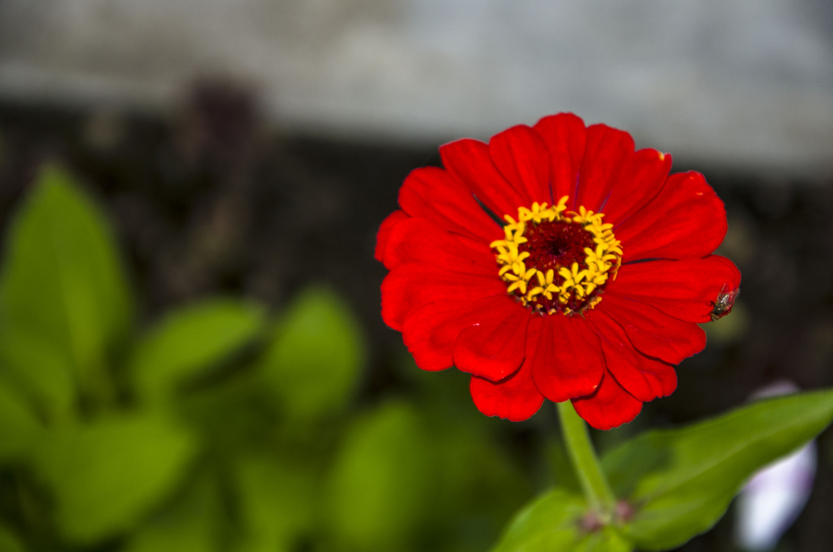 Красный цветок - Евгения 