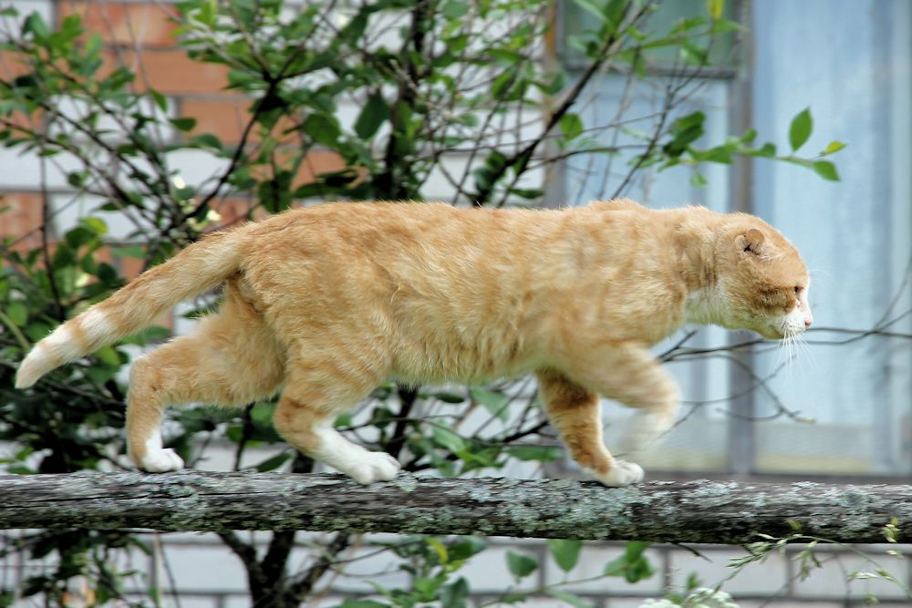 соседский кот на охоте - Маргарита Башева